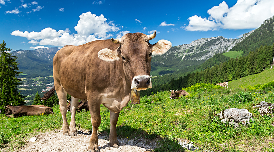 Kuh mit Hörnern auf Alpwiese