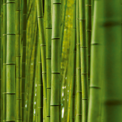 Bambus-Äste