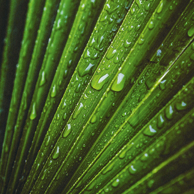 Palmblatt mit Wassertropfen